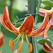 Scarlet Morning - floret